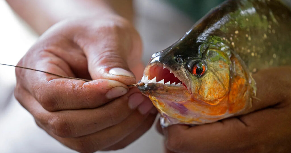   Piranha is one of the strangest animals in the Amazon 