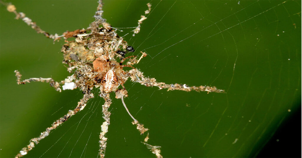Decoy Building Spider is one of the strangest animals in the Amazon 
