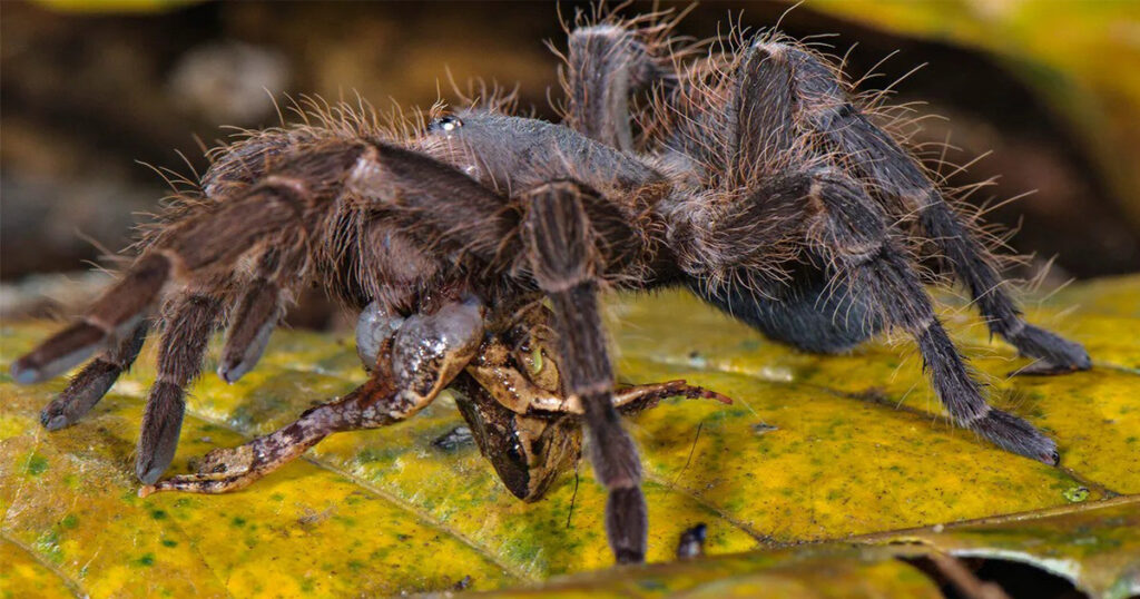   Taraula (Taraula), the strangest animals of the Amazon 