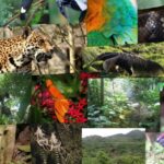 A picture of the strangest animals of the Amazon