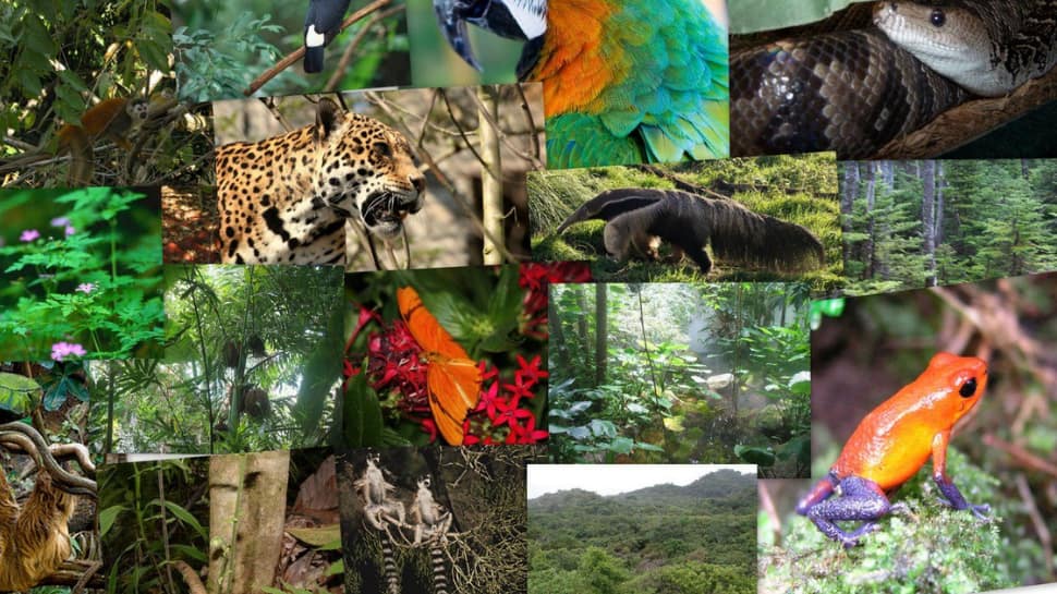 A picture of the strangest animals of the Amazon