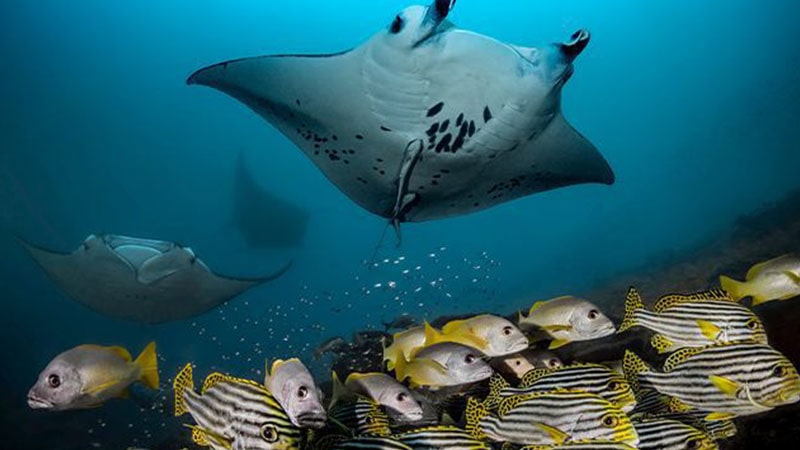 Maldives attractions and eertainme