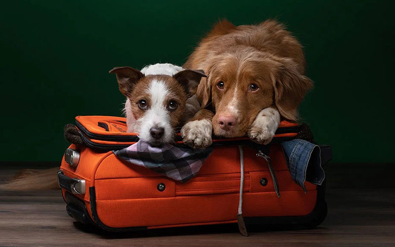 Dogs on orange suitcases
