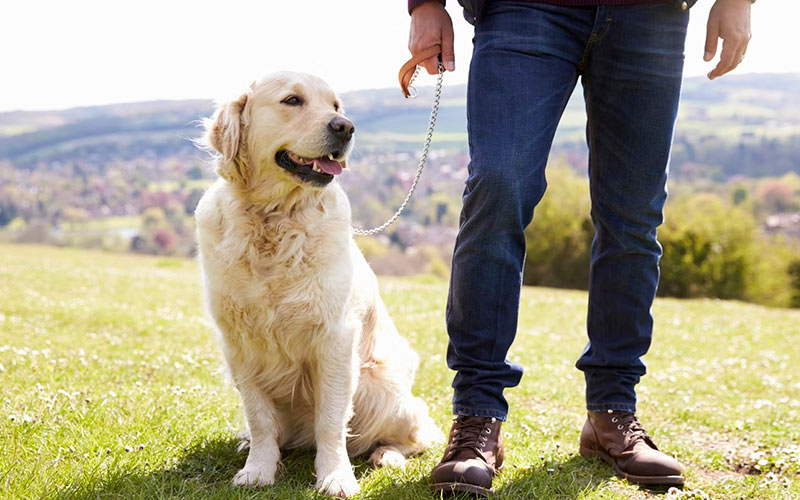 Walking with a dog on a trip