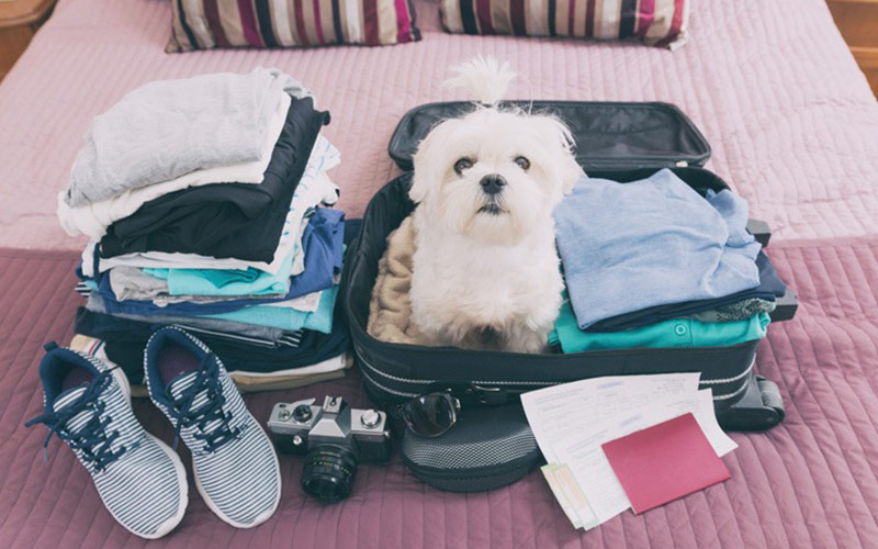 Traveling with a dog 