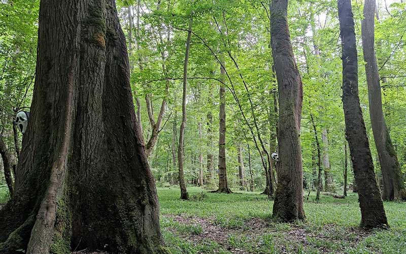 Sisangan forest, photo source: Google Map, photographer: moshaverin 