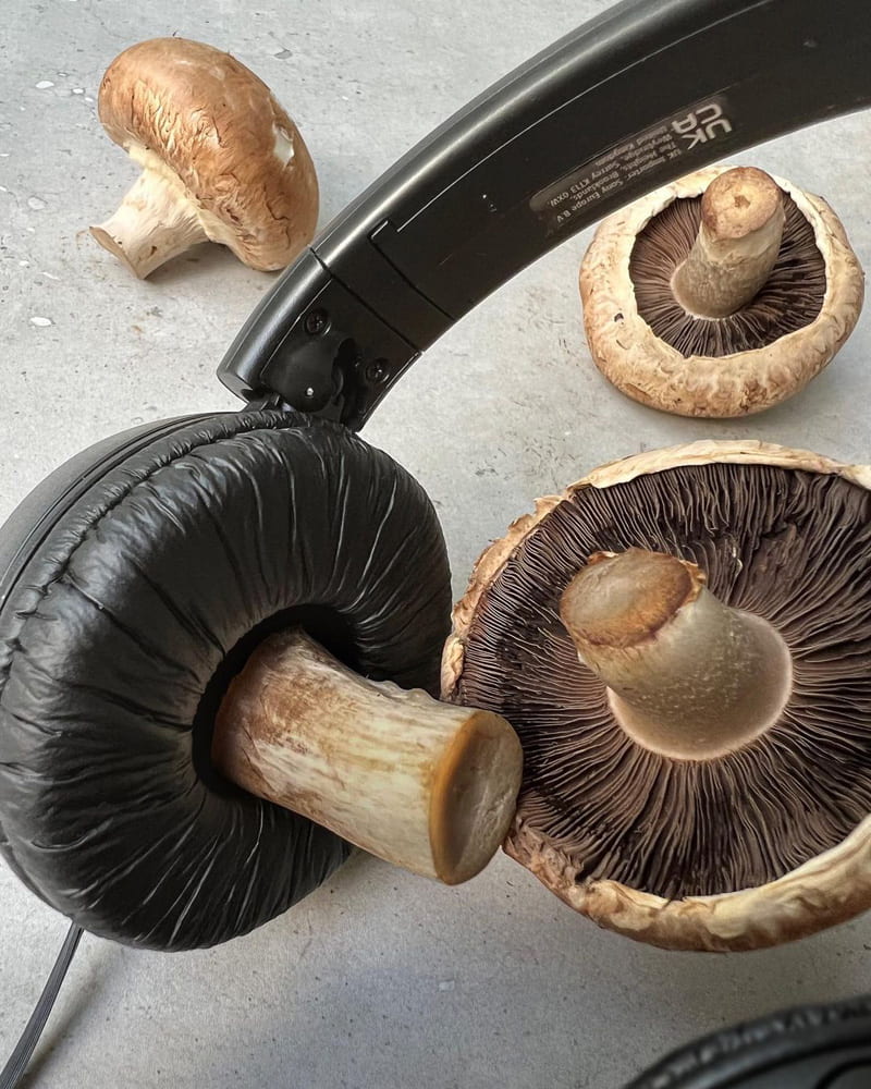 Combination photo of mushroom and headphones