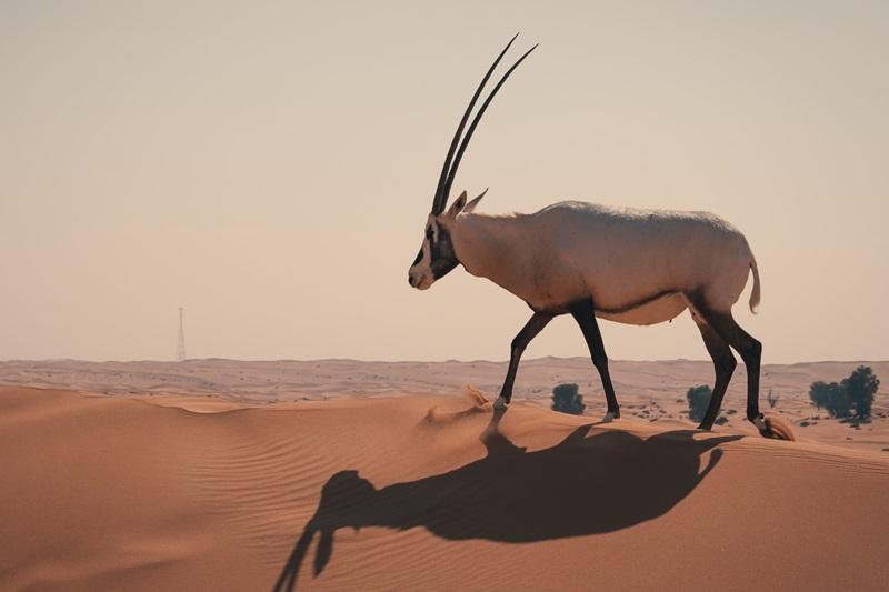 Mouain goat in the desert of Dubai