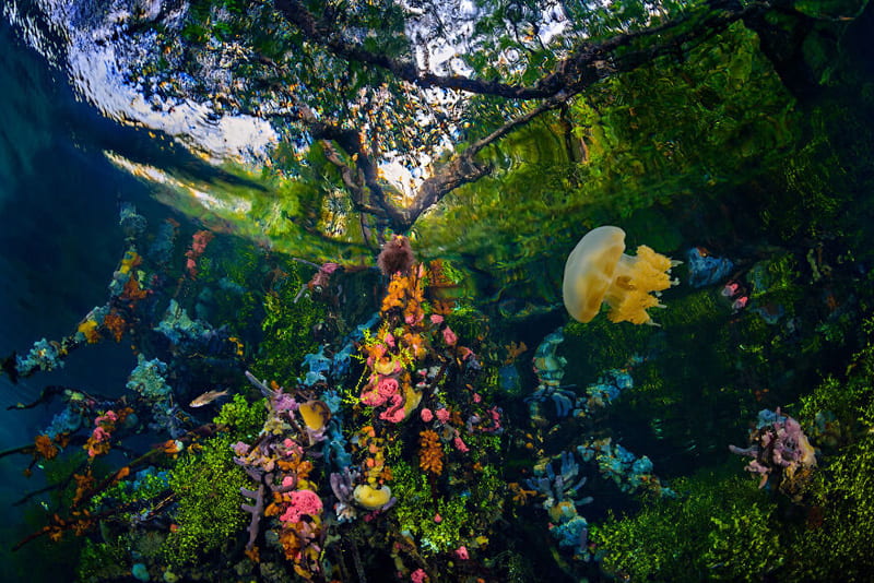 Underwater mangrove habitats in Indonesia