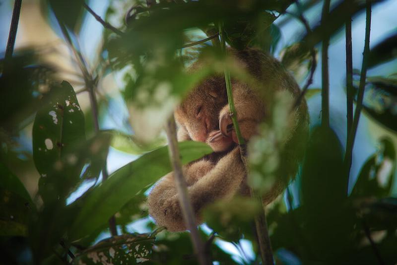 Mangrove wildlife in Colombia