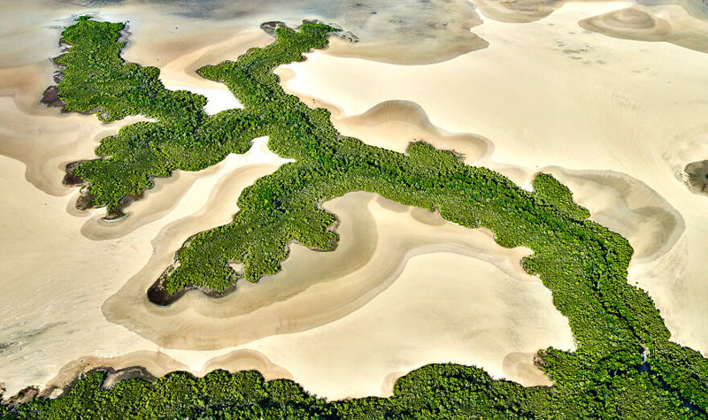Aerial photo of Australian mangrove forest in Kakadu National Park.