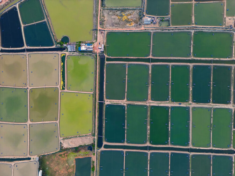 Shrimp farms around endangered mangrove forests in India