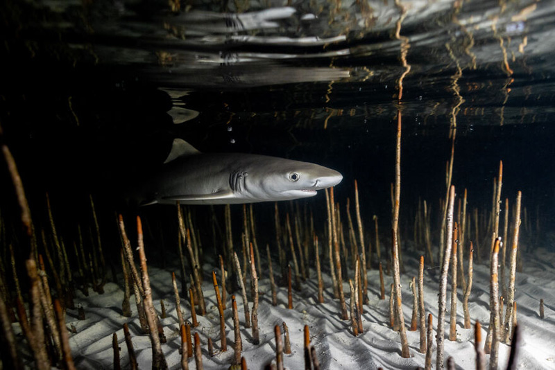 A lemon shark among the roots of a mangrove tree in the Bahamas