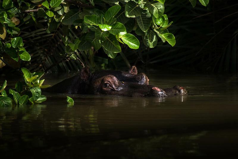 A hippopotamus swims through the mangrove forests on the banks of the Gambia River in The Gambia