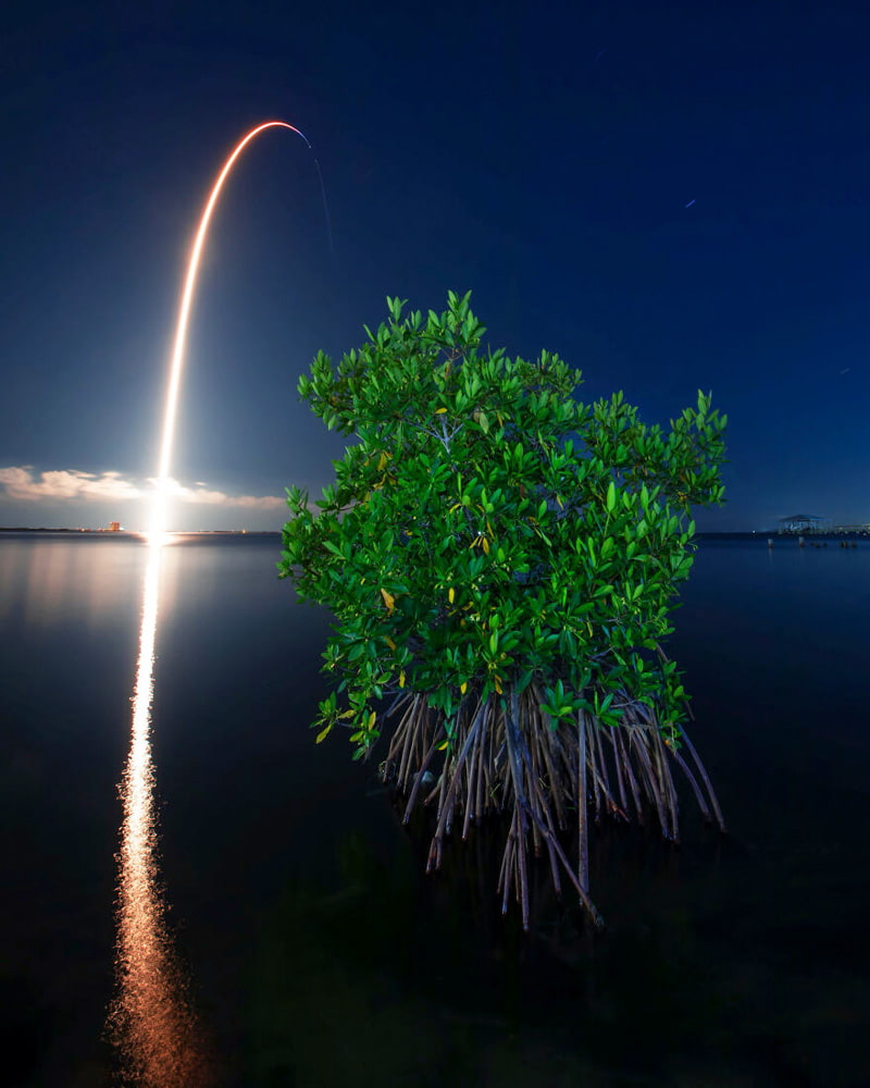 Night in the mangroves of Florida in America