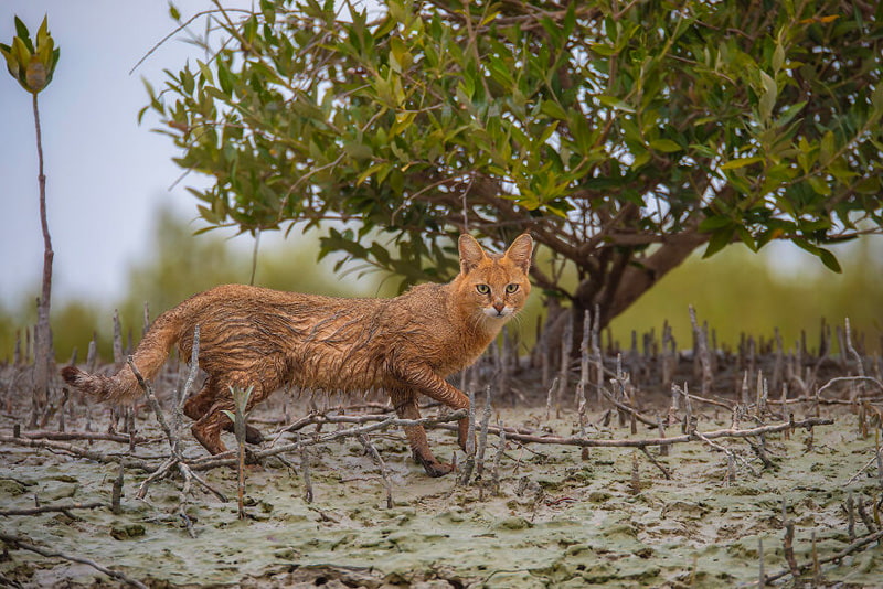 Forest or swamp cat in Bandar Abbas mangrove forest