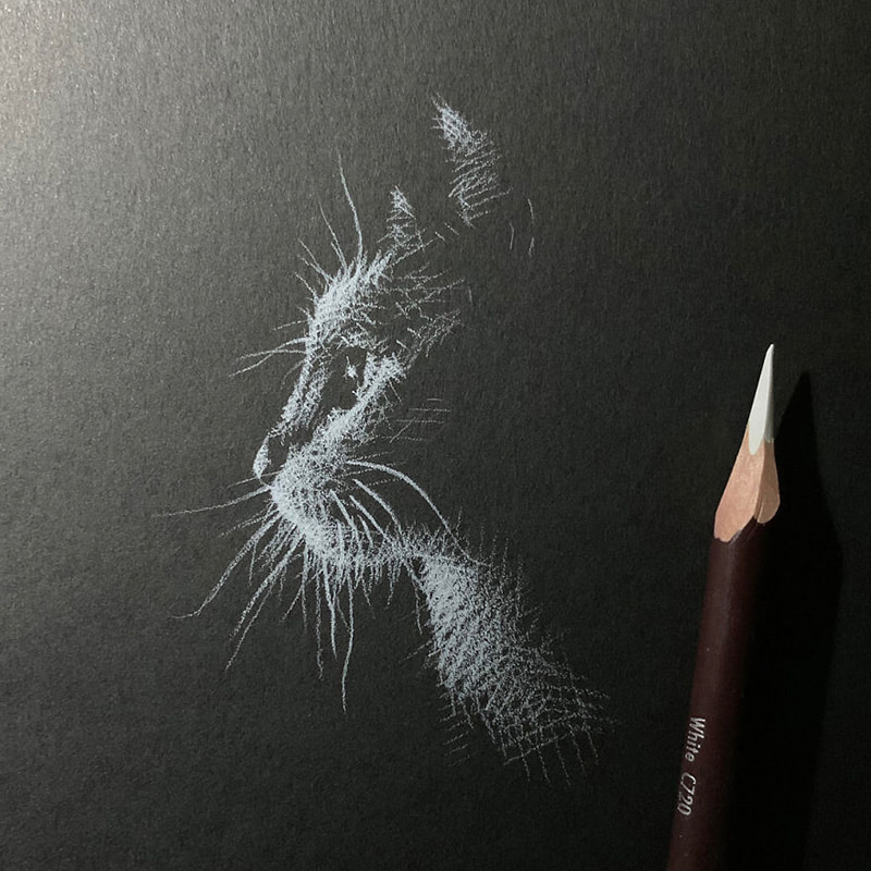 Cat drawing with white pencil