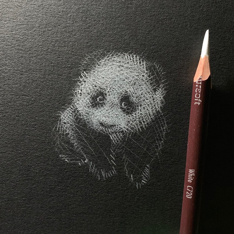 Panda drawing with white pencil