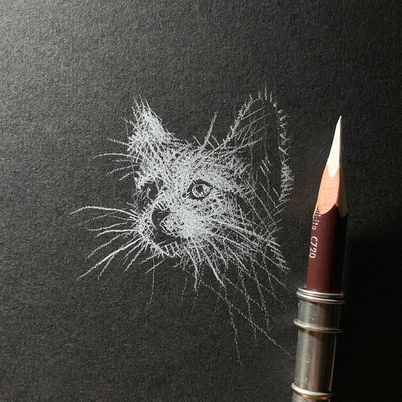 Drawing a kitten's face with a white pencil