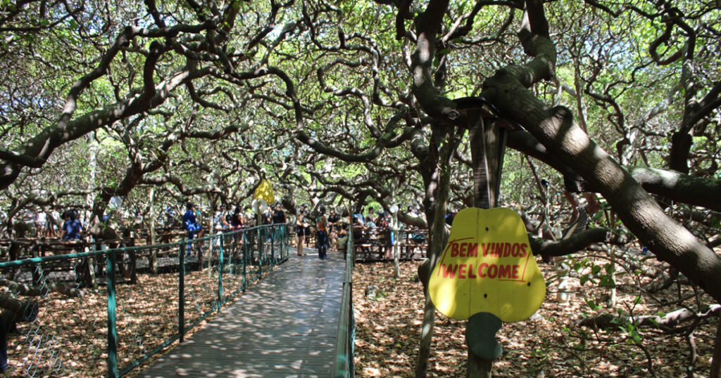 A picture of the branches of the biggest tree in Brazil 