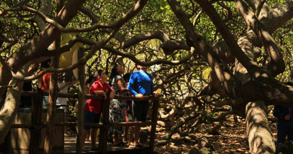 An image of the piranji tree, the largest tree in Brazil 