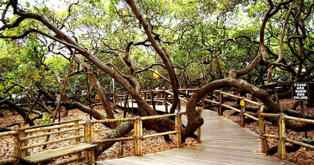 A picture of Piranji Cashew Park, the biggest tree in Brazil 