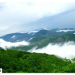 Arsbaran forests