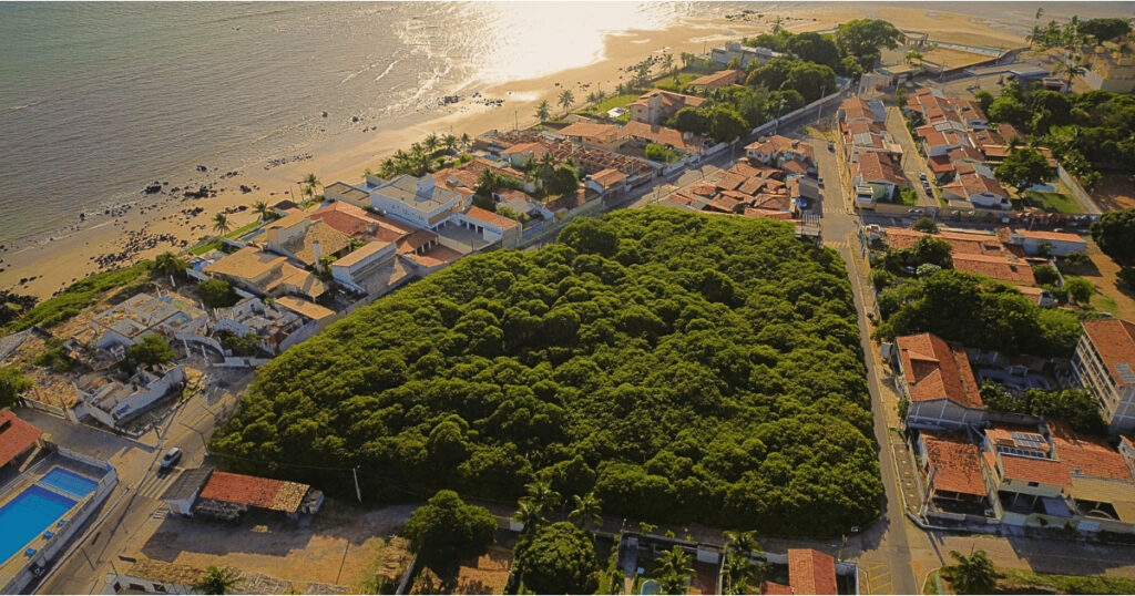 An image of the piranji tree, the largest tree in Brazil