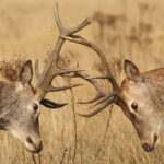 Deer collision in Richmond Park, London