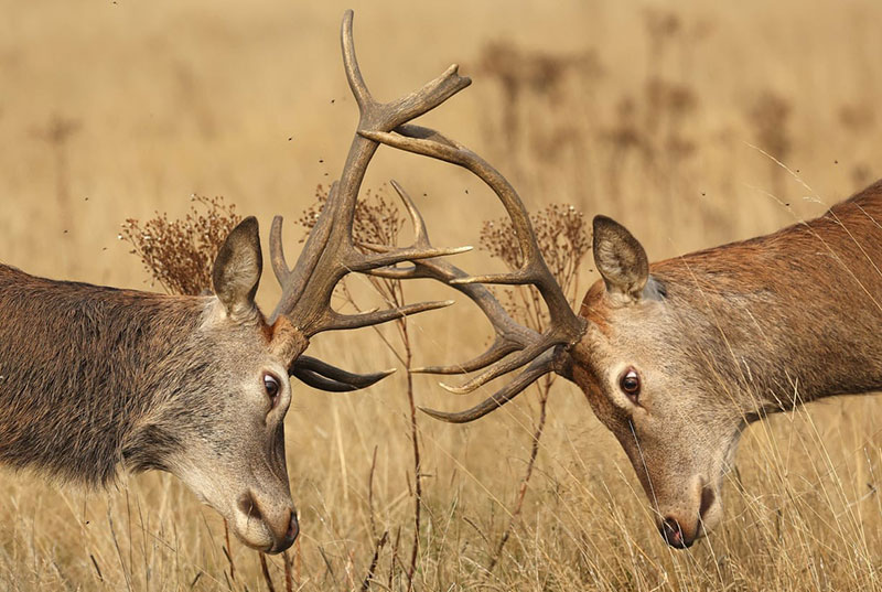 Deer collision in Richmond Park, London