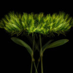 Wild green flower