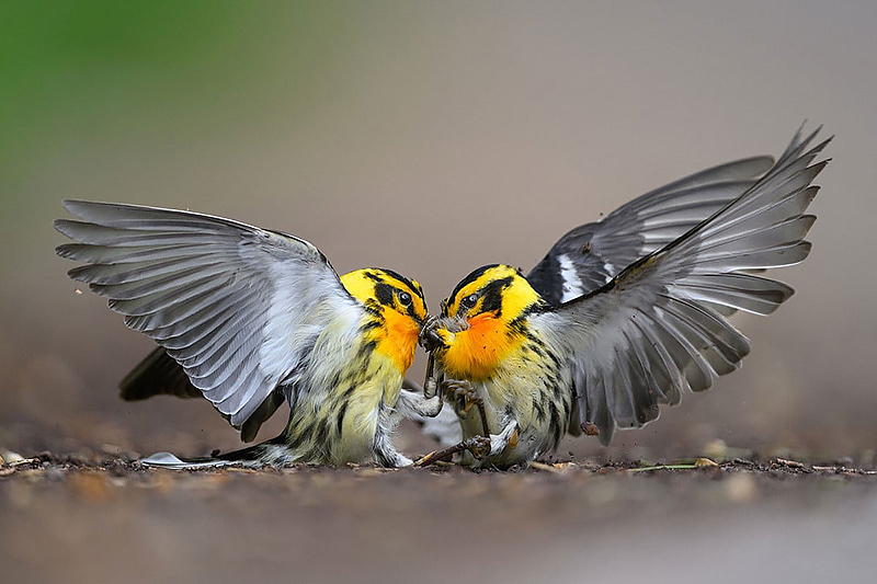 Blackburnian Warbler with gray wings and yellow head and body
