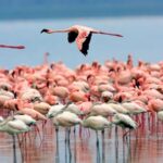 Flamingos flying in Maharlu lake, photo source: Young Journalists Club, photographer: unknown