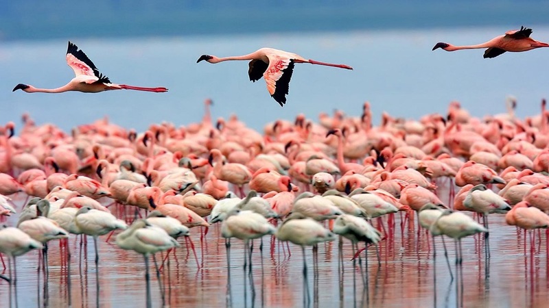 Flamingos flying in Maharlu lake, photo source: Young Journalists Club, photographer: unknown
