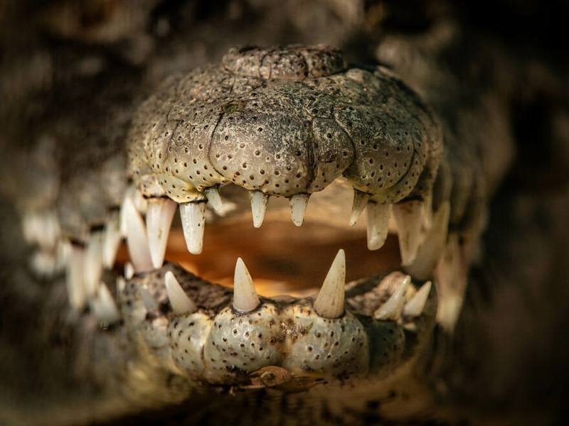 Macro photo of El Cora's smile in Mexico