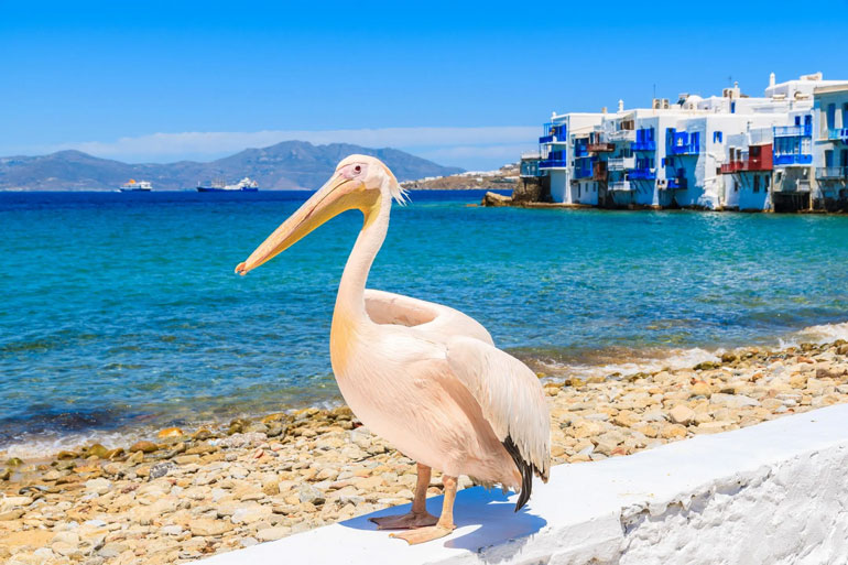 Greek island of Mykonos; Stay in the storm of magic and dreams 27 Watching pelicans