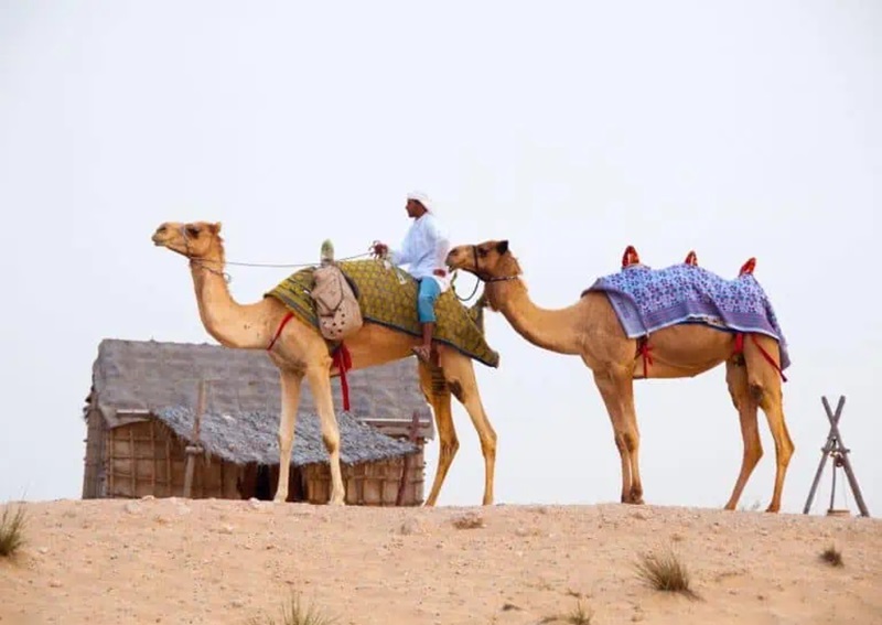 Desert safari tours