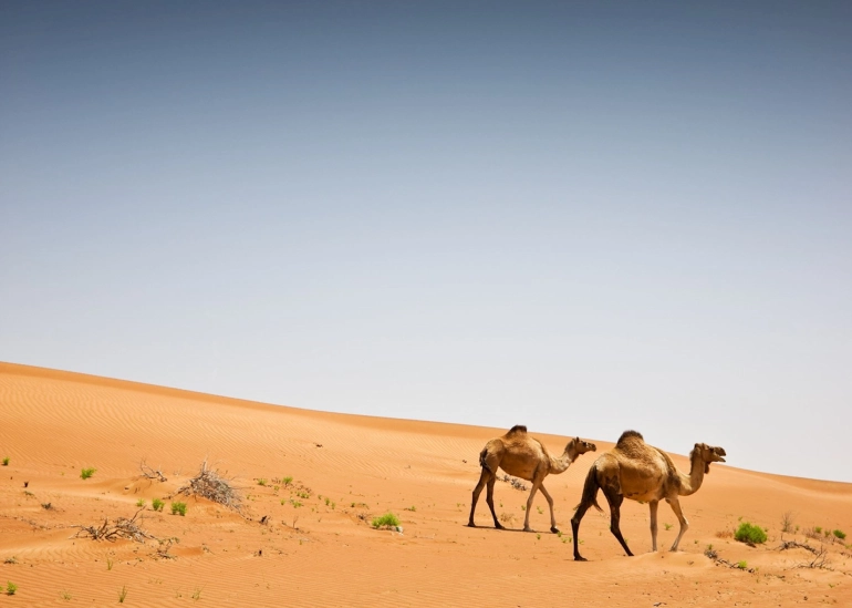 Must-see places in Muscat; Paradise Emerald Desert 26 Wahab desert