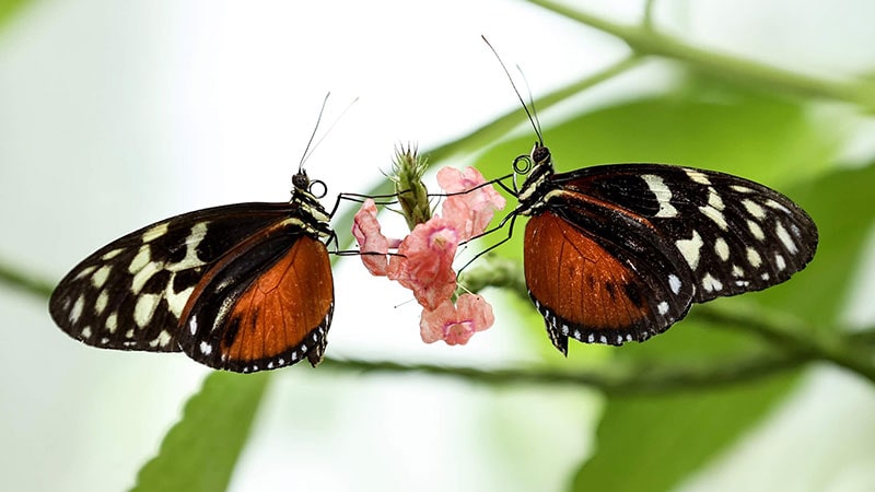 Butterfly Farm is one of the most beautiful attractions in Istanbul for children