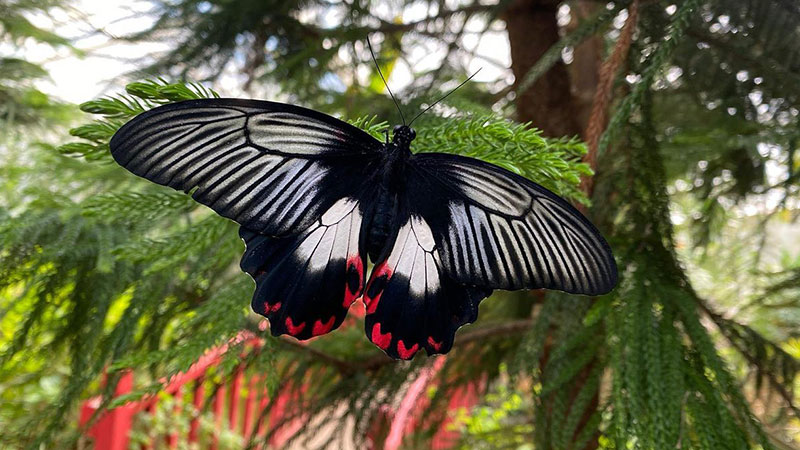 Butterfly Farm is one of the most beautiful attractions in Istanbul for children