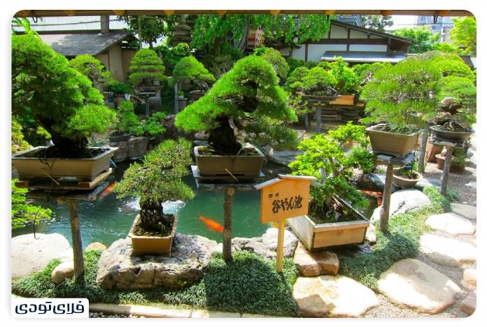 Batumi Botanical Garden Bonsai Museum