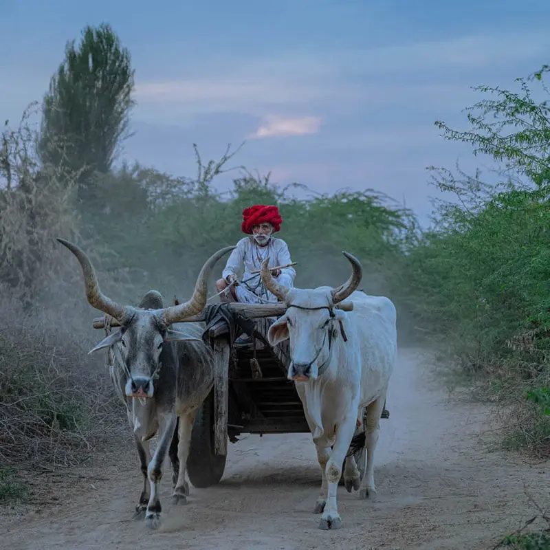 Indian Garichi man with his cows