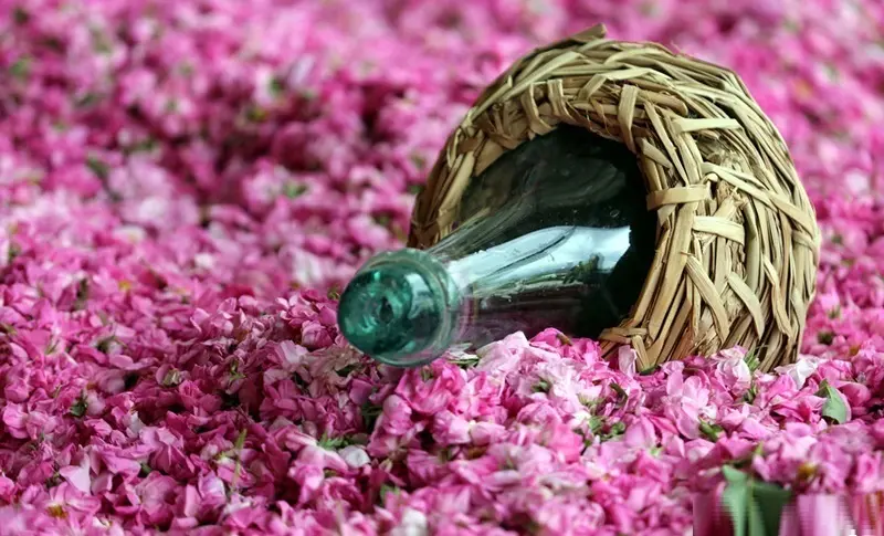 Rose