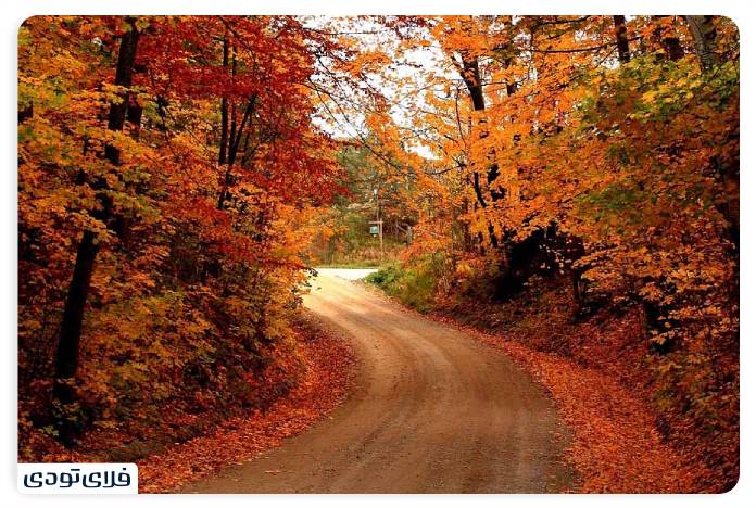 Photo of Gisum forest in autumn