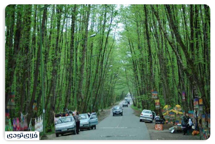 Gisum forest