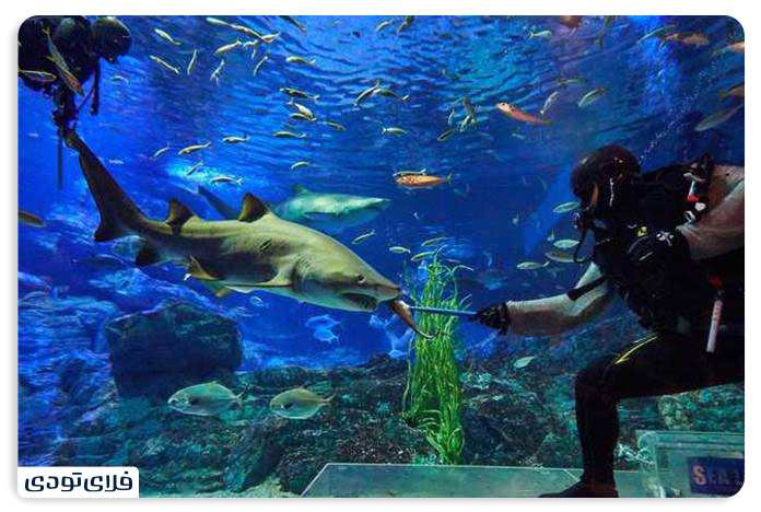 Istanbul Aquarium From the ticket price to the visit time Diving experience in Istanbul Aquarium