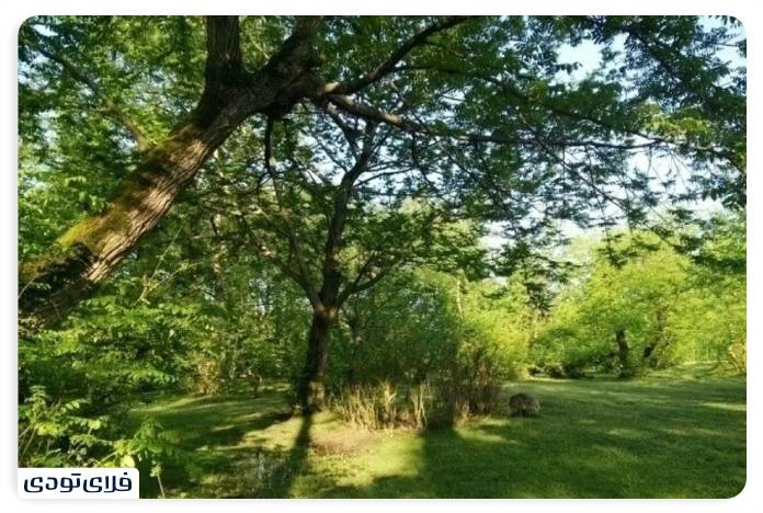 Andargli forest near Shirgah