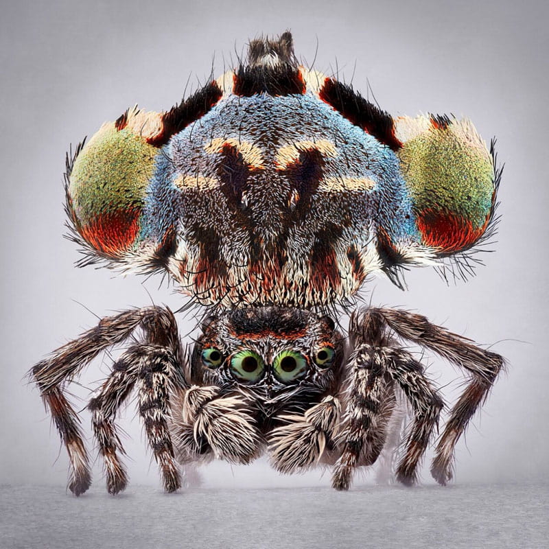 Peacock spider with large colorful body