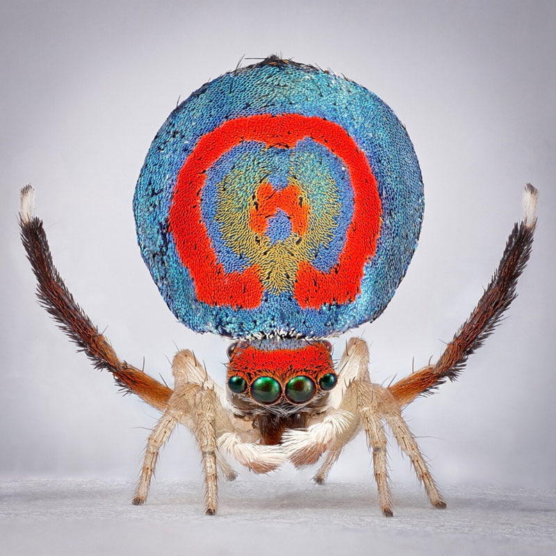 Peacock spider with red and blue round body