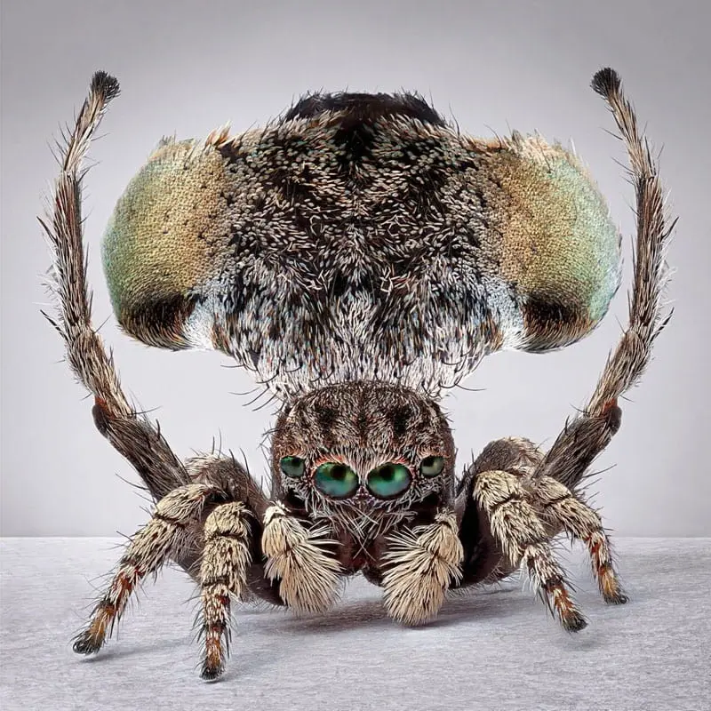 Peacock spider with brown body